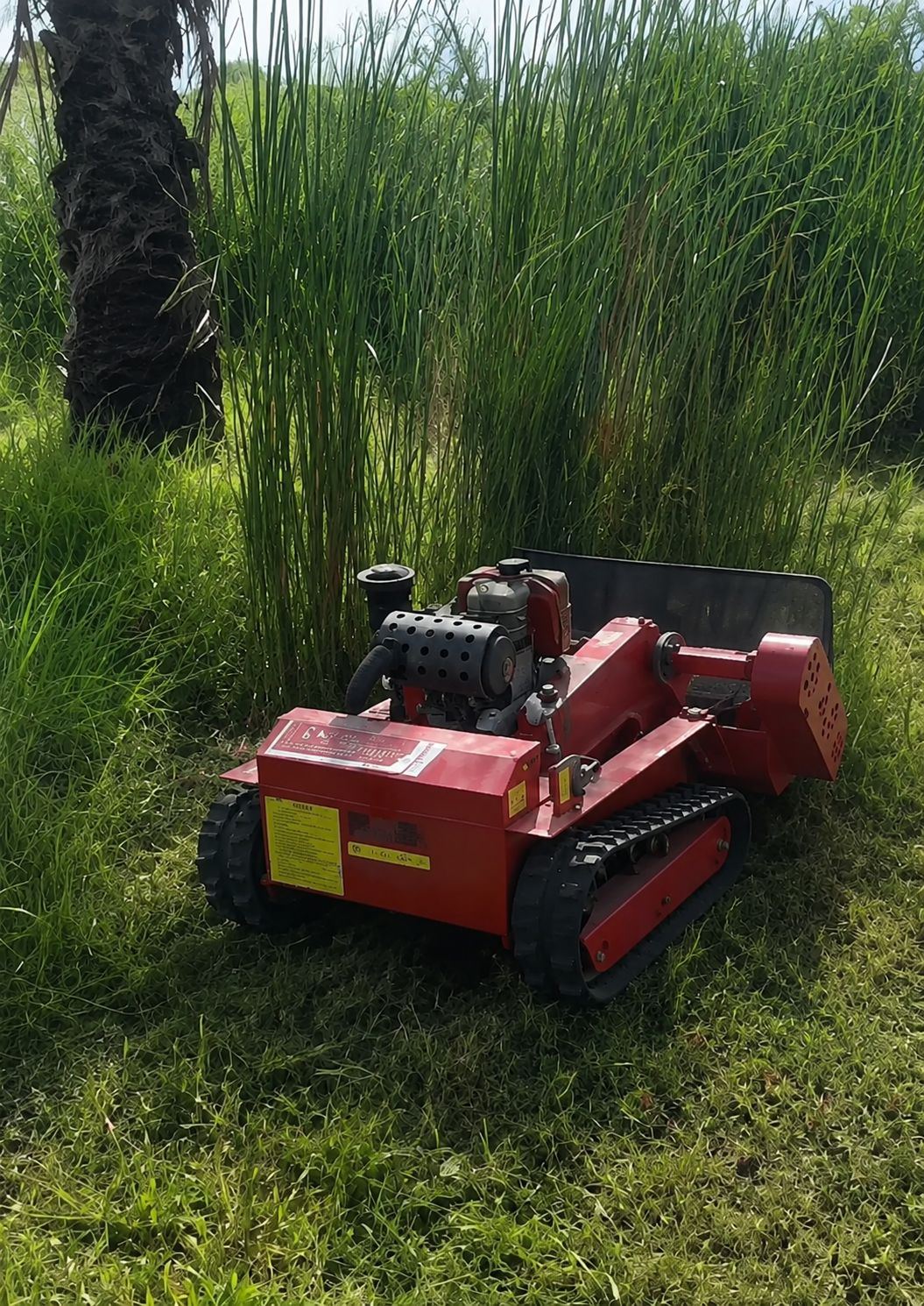 HYGC1200S parked beside a stand of tall reed grass near a palm tree